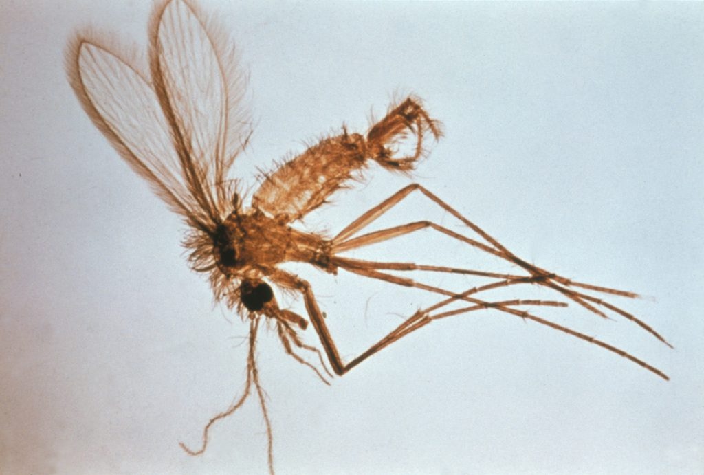 Mosquito flebotomo
