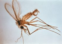Mosquito flebotomo
