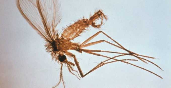 Mosquito flebotomo