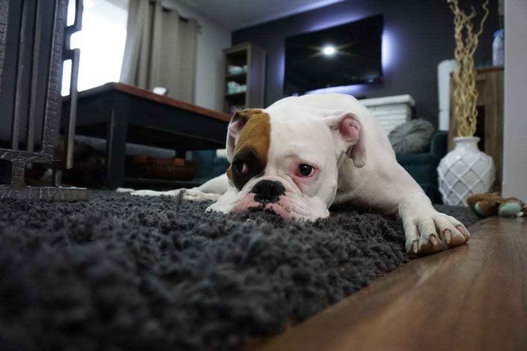 Perro triste con ansiedad.