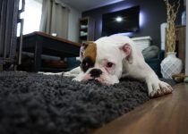 Perro triste con ansiedad.