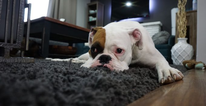 Perro triste con ansiedad.