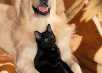 Perro y gato con vínculo emocional.