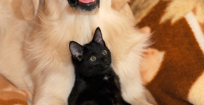 Perro y gato con vínculo emocional.