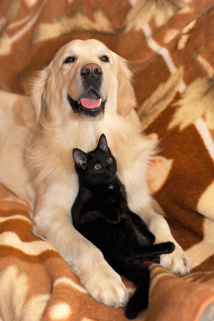 Perro y gato con vínculo emocional.